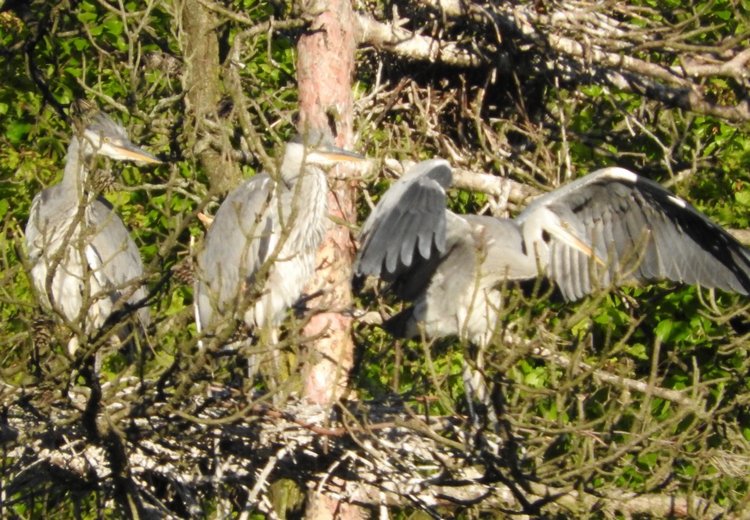 Любителям птиц. Серая цапля Словении