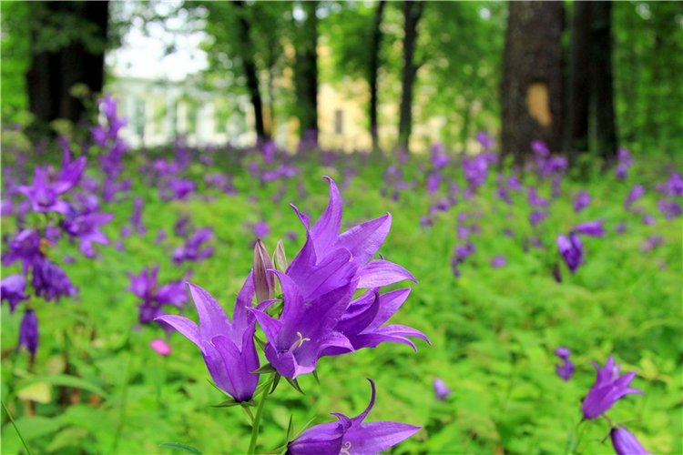 Синди от Роберта Тоннера — Фэшн