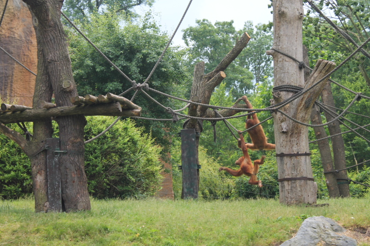 По Германии: зоопарк Лейпцига, часть 3
