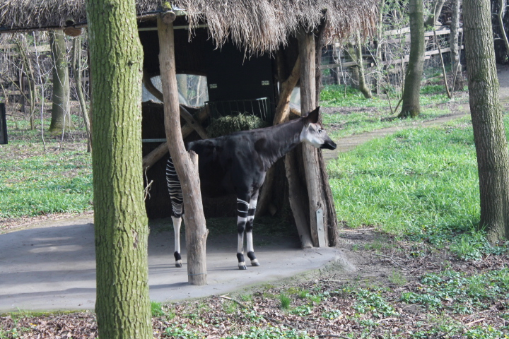 По Германии: зоопарк Лейпцига, часть 1