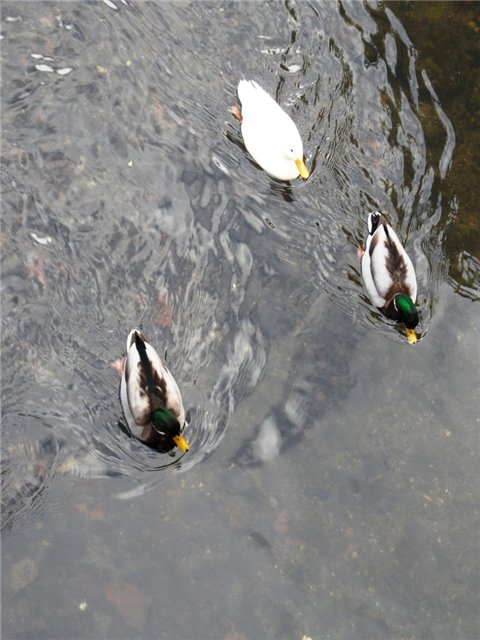 Прогулка по Кентербери — Туризм и путешествия: фотоотчеты из поездок (фото 8)