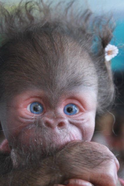 Манюня - обезьянка реборн Элины Кудрявцевой (фото 2)