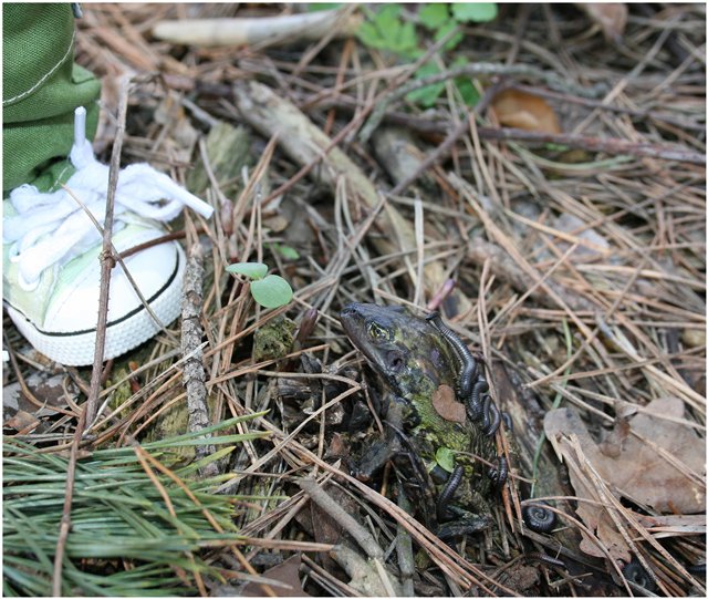 Небольшой поход Вихтелят на Ирдынские болота