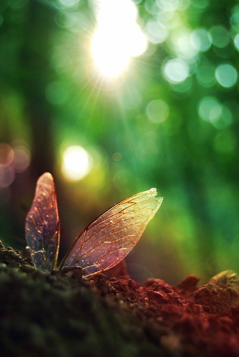 Анна Лу - Голубая Фея Незабудка