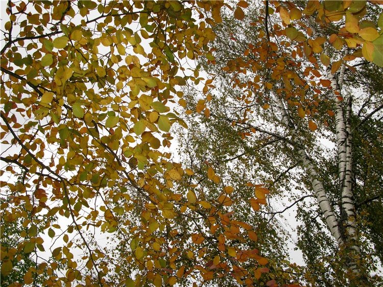 Осенний блюз — Куклы Heidi Plusczok (Хайди/Хейди Плюсчок) — фото