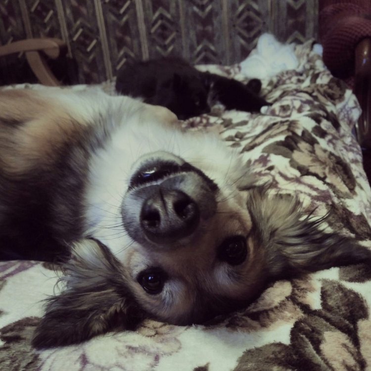 Отчёт за ноябрь — Текстильные игрушки и примитивы: кофейные (фото 7)