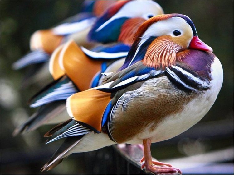 Лучшие фото National Geographic