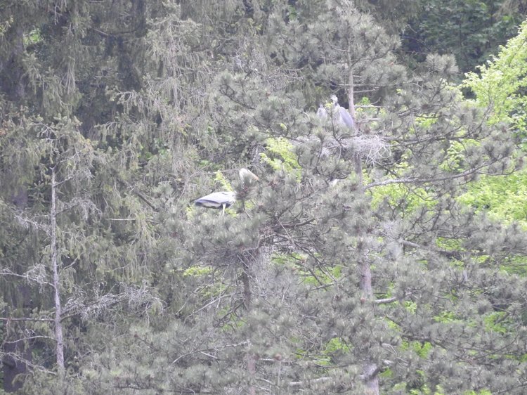 Любителям птиц. Серая цапля Словении (фото 9)