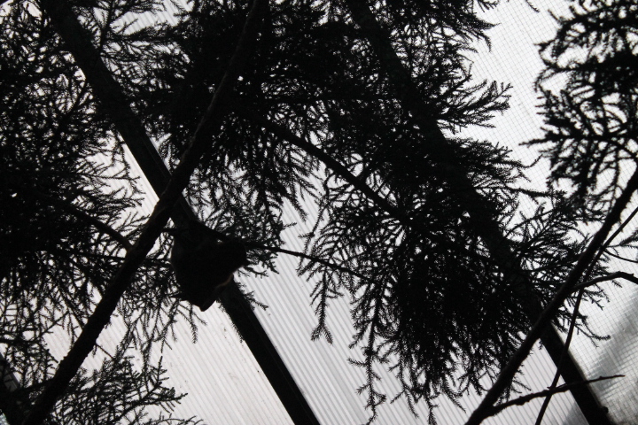 По Германии: зоопарк Лейпцига, часть 2