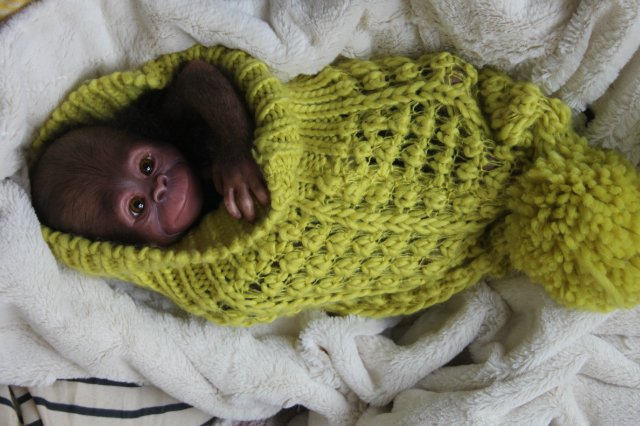 Обезьянка Bindi кукла реборн Элины Кудрявцевой