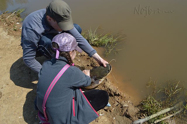 Серый кот. Вихтели Schildkroet (фото 3)