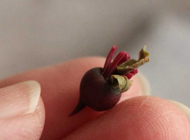 Урожай в коробке с "Фимо". Миниатюра для кукол (фото 9)