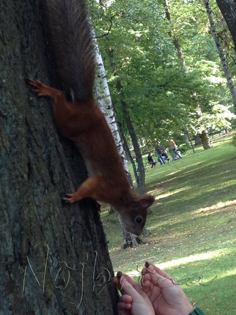 Питер - самый лучший город на земле! Вихтель Rosemarie Anna Muller