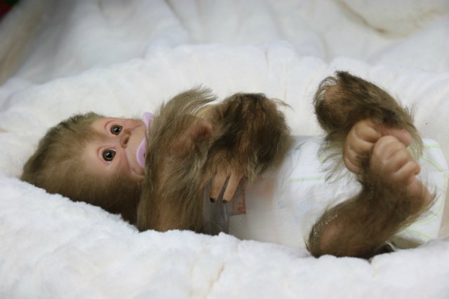 Мартышка - малышка... Куколка реборн Виктории Вишни (фото 2)