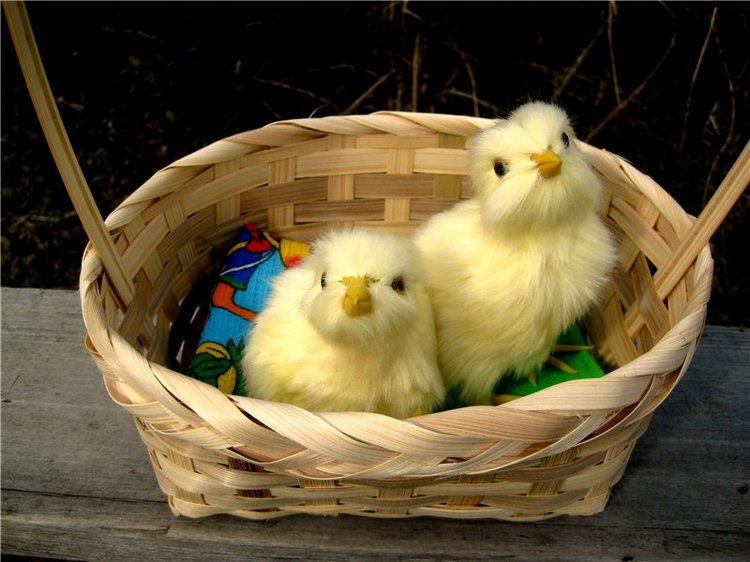 С праздником! Наше жёлторотое пополнение (фото 3)