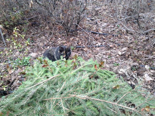 Прогулка по парку с этническими куколками Adora, Tonner, Oldenburg, Creedy