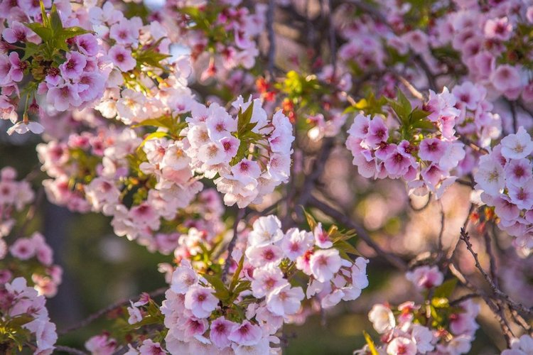 Япония моими глазами (часть 3. Китакюсю и Токио.)