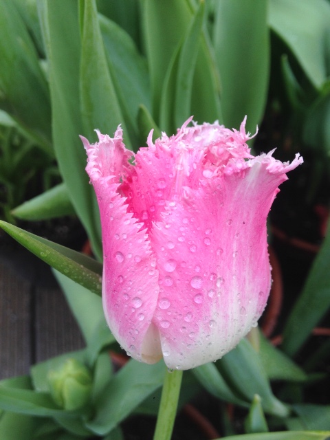 Фотосессия куклы ГДР Косолапки в Аптекарском огороде