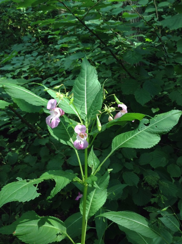 "Есть на Москве места такие..." ч.2. Тайны Коломенского оврага