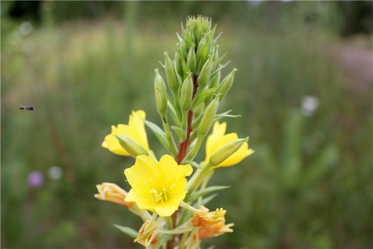 Просто Соня. Уникальные куклы от Сильвии Наттерер | Бэйбики Просто Соня. Уникальные куклы от Сильвии Наттерер