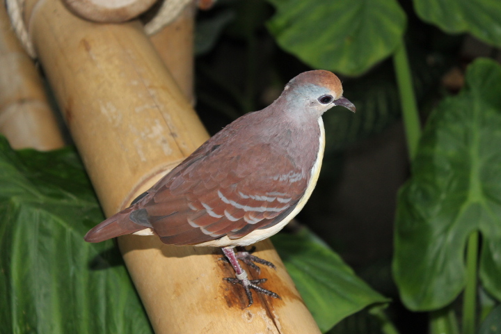 По Германии: зоопарк Лейпцига, часть 2