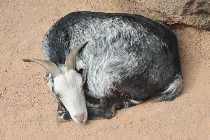 По Германии: зоопарк Лейпцига, часть 3