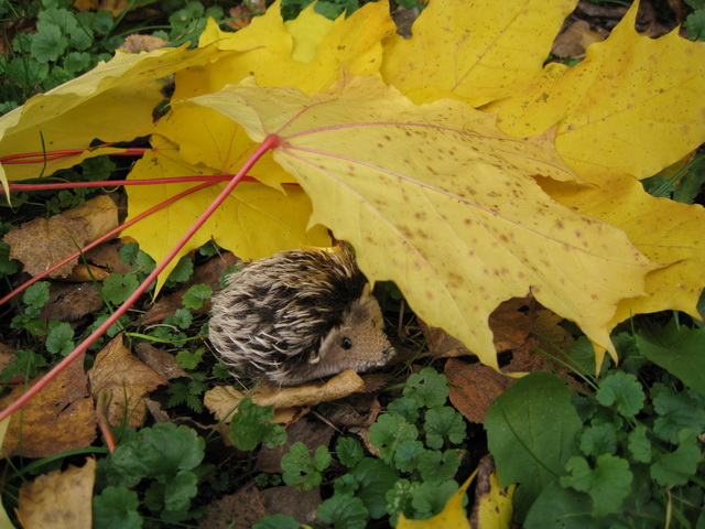 Неожиданная находка! Элис, PukiFee Ante (фото 3)