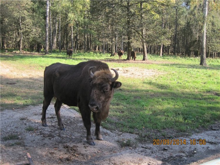 Давайте знакомиться! Мусенька - Realpuki Kaka Basic;)