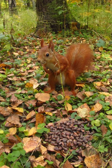 Забреду сегодня в парк осенний