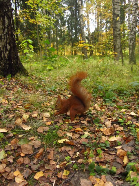 Забреду сегодня в парк осенний