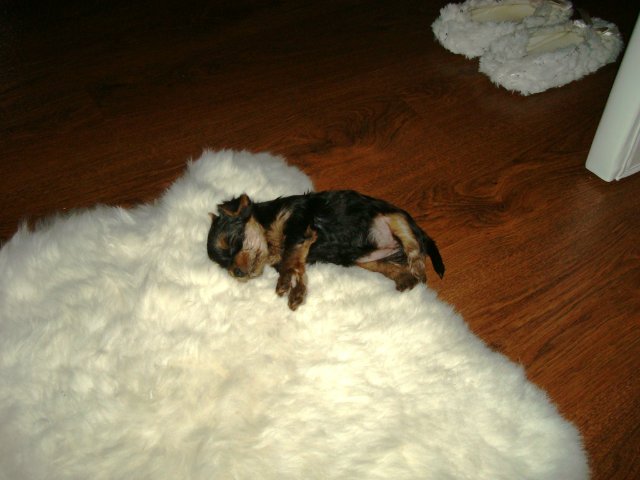 Гаечка, Болтик и немного Ноэль