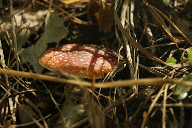 Как Лиу и Клодин за грибами ездили