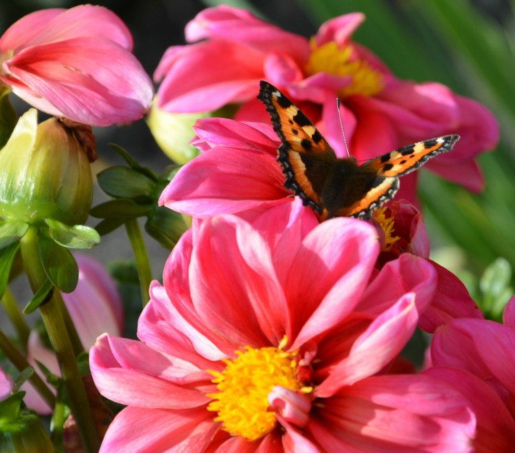 Охота на бабочек — Болталка и разговоры обо всем: жизнь (фото 7)