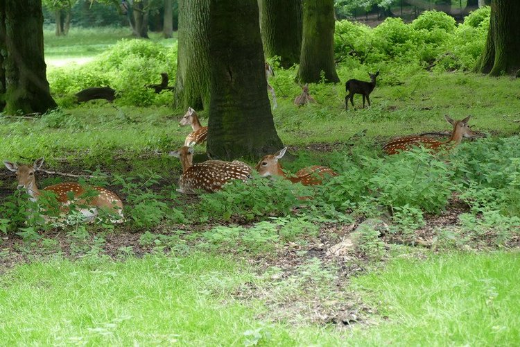Hirschpark Hamburg. Олений парк. ВИДЕО