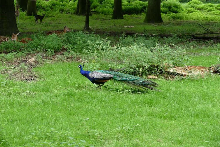 Hirschpark Hamburg. Олений парк. ВИДЕО