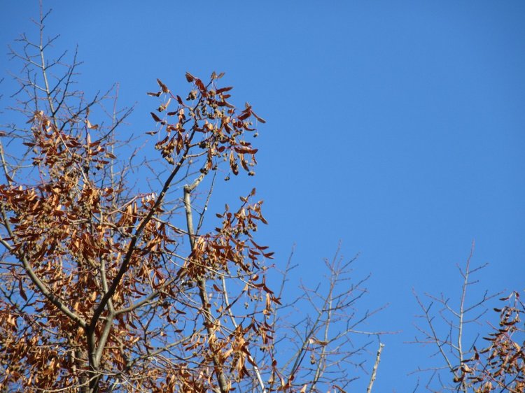 Утренняя прогулка в парке Горького с Соломоном и Анхен, или О сложностях гуляния с собакой и куклой одновременно (фото 5)