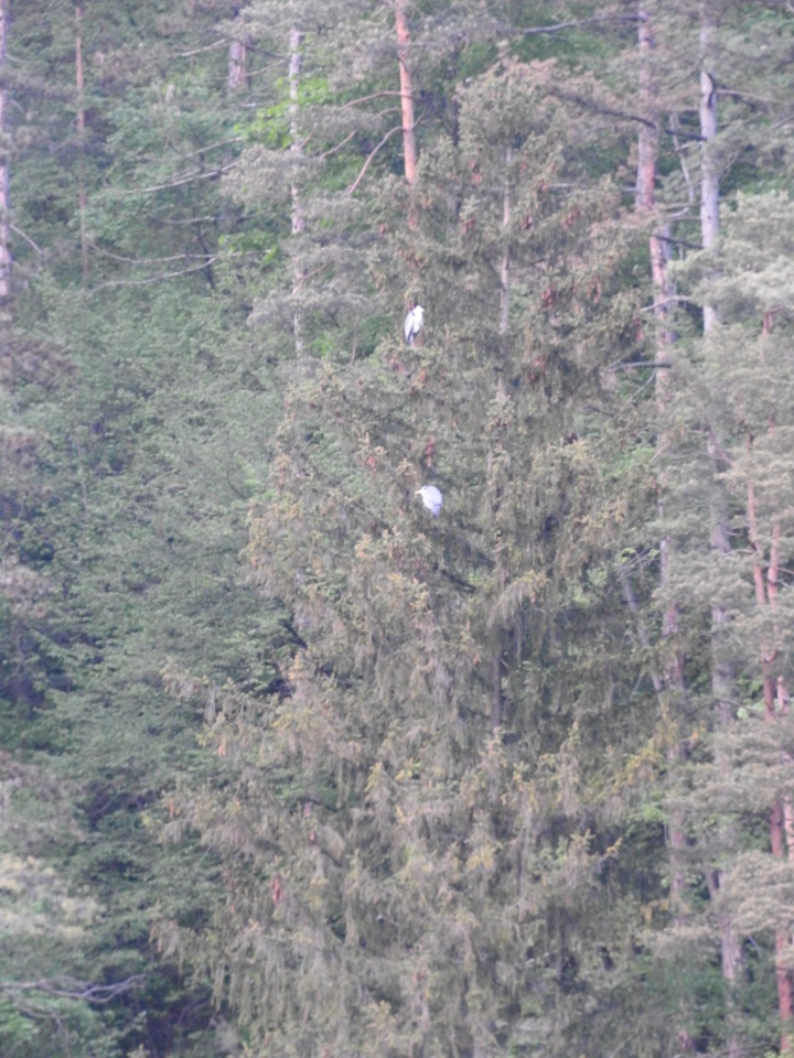 Любителям птиц. Серая цапля Словении