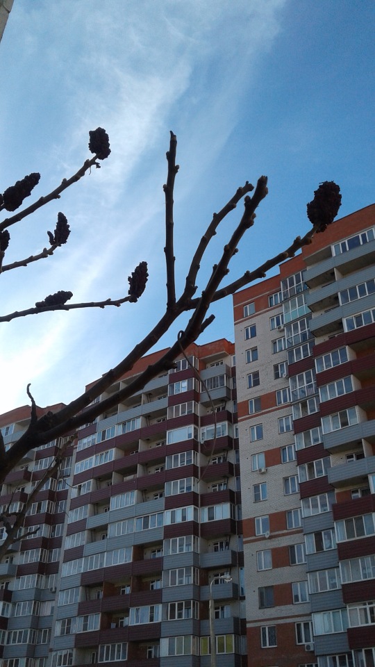 Природа Пскова: из весны в лето