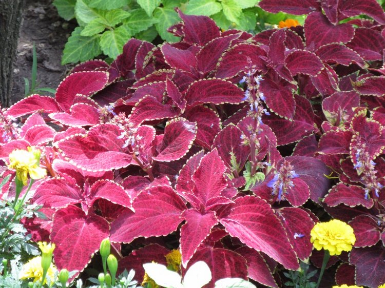 По дороге летним днём Магдалена шла с чепцом