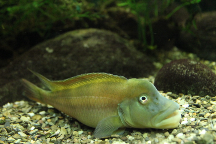 По Германии: зоопарк Лейпцига, часть 1