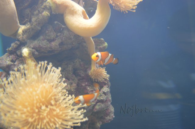 Питер - самый лучший город на земле! Вихтель Rosemarie Anna Muller