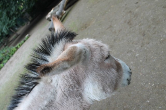 Раз, два, три, четыре, пять... Вышел ослик погулять | Бэйбики Раз, два, три, четыре, пять... Вышел ослик погулять (фото 10)