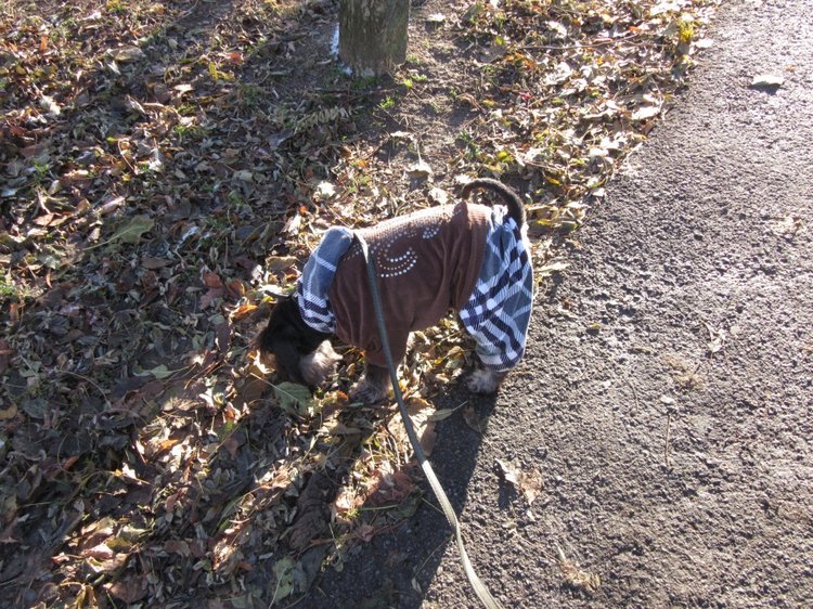 Утренняя прогулка в парке Горького с Соломоном и Анхен, или О сложностях гуляния с собакой и куклой одновременно