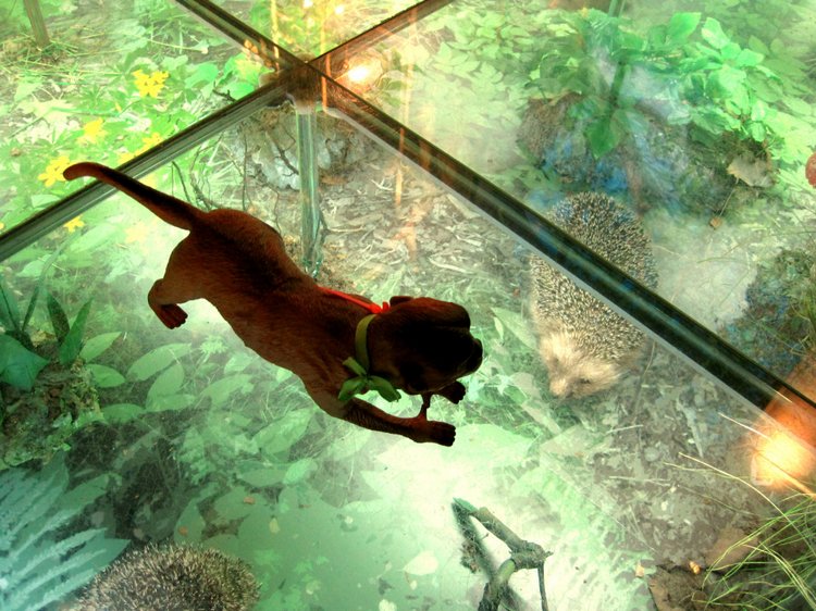 День в музее. Анжела в Государственном Дарвиновском музее