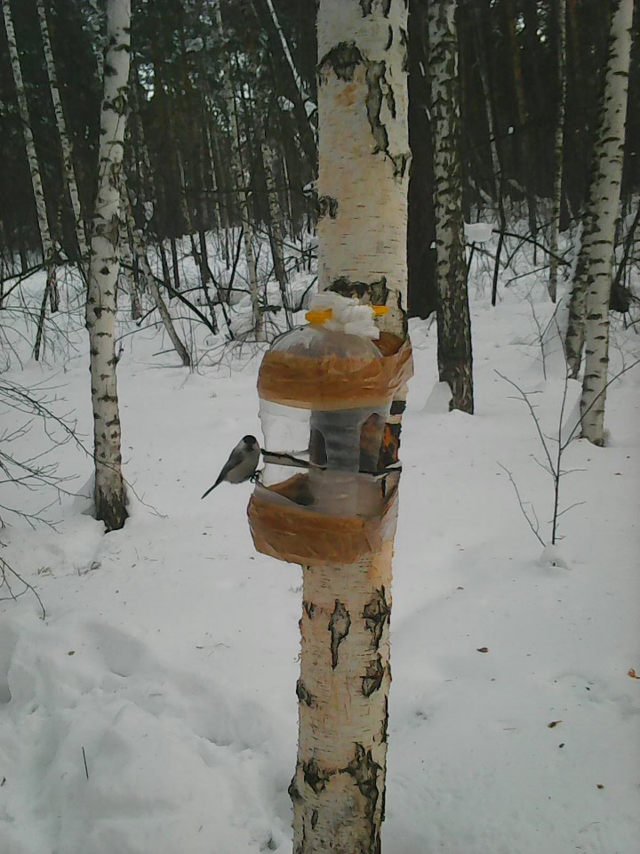 Интересное наблюдение за птицами у кормушки