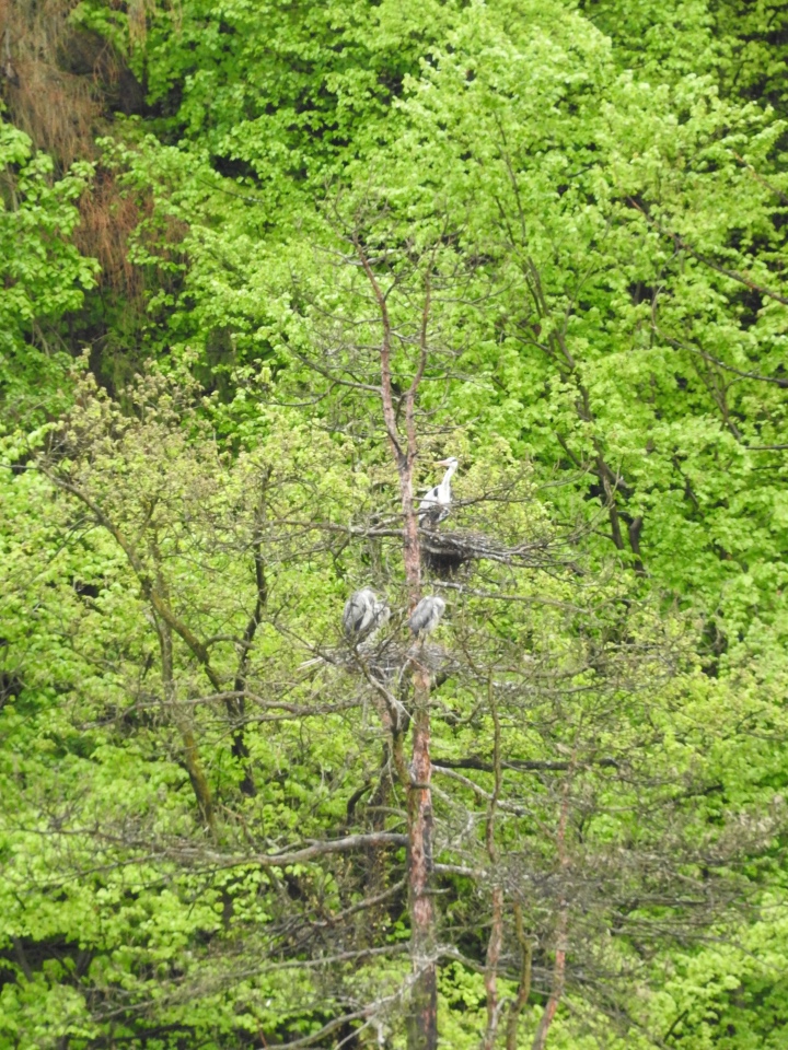 Любителям птиц. Серая цапля Словении