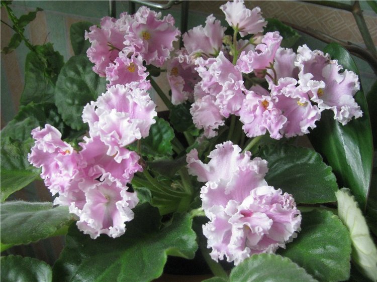 Моя Адора Фиалка — Куклы Adora (Адора): коллекционные виниловые