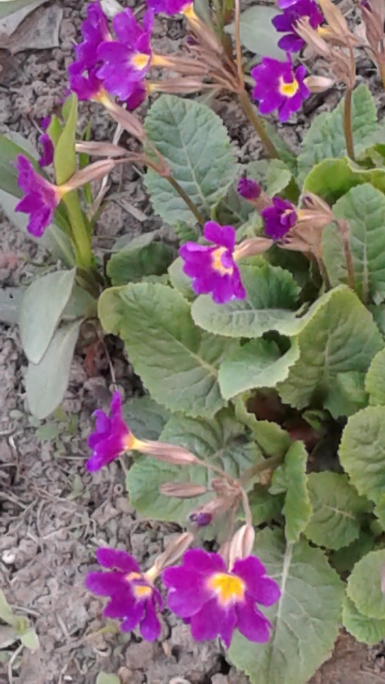 Природа Пскова: из весны в лето