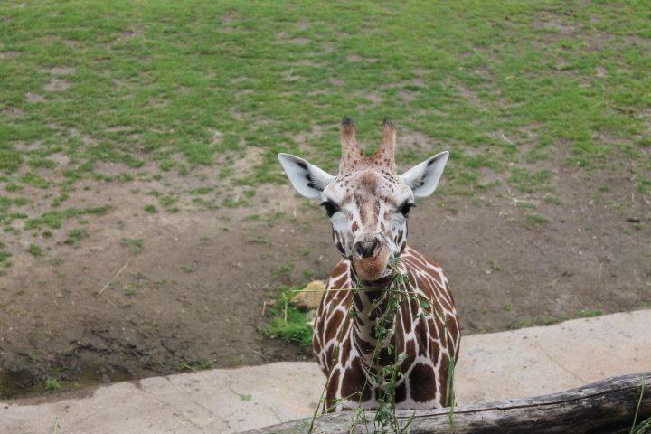 По Германии: зоопарк Лейпцига, часть 3