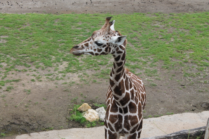 По Германии: зоопарк Лейпцига, часть 3